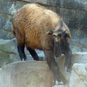 Mishmi takin (Budorcas taxicolor) calf