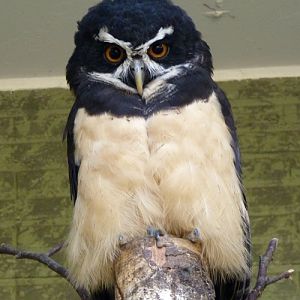 Spectacled owl (Pulsatrix perspicillata)