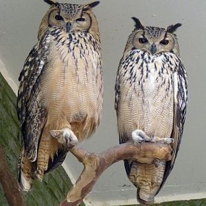 Rock eagle owl (Bubo bengalensis) pair