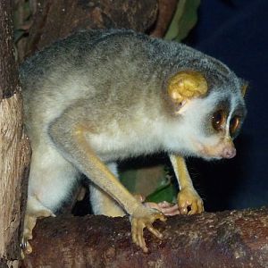 Northern dry zone slender loris (Loris lydekkerianus nordicus)