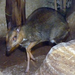 Balabac chevrotain (Tragulus nigricans)