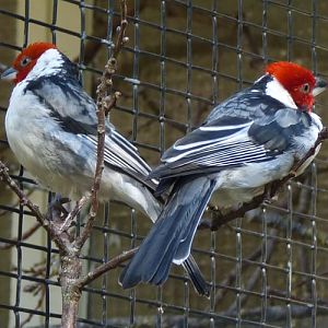 Red-cowled cardinal (Paroaria dominicana) pair