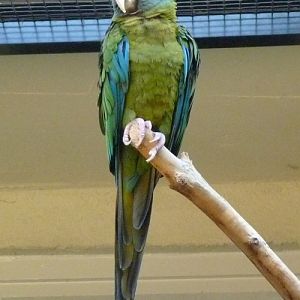 Blue-headed macaw (Ara couloni)