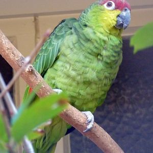 Ecuadorian red-lored amazon (Amazona autumnalis ssp. lilacina)