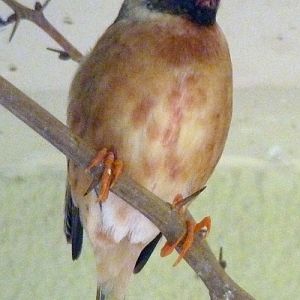 Red-billed quelea (Quelea quelea)