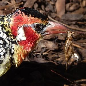 Red-and-yellow barbet (Trachyphonus erythrocephalus) enjoying a cricket