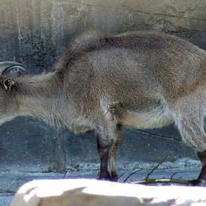 Himalayan tahr (Hemitragus jemlahicus)