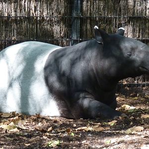 Malayan tapir (Tapirus indicus)
