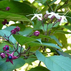 Harlequin glorybower (Clerodendrum trichotomum)