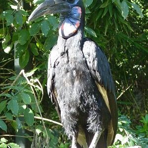 Northern ground hornbill (Bucorvus abyssinicus)