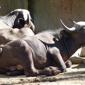 Cape buffalos (Syncerus caffer)
