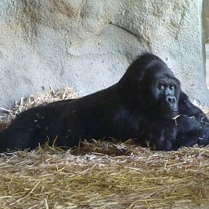 Lowland eastern gorilla (Gorilla beringei graueri)