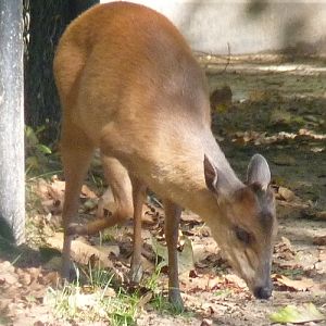 Red duiker (Cephalophus natalensis)