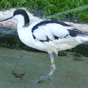 Pied avocet (Recurvirostra avosetta)