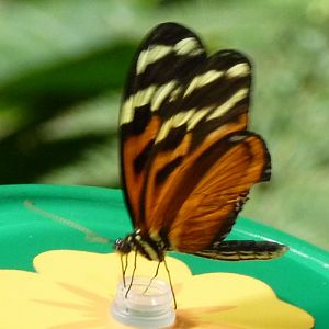 Ismenius tiger longwing (Heliconius ismenius)????