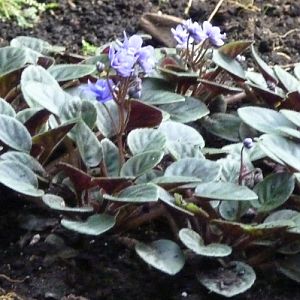 African violets (Saintpaulia ionantha)