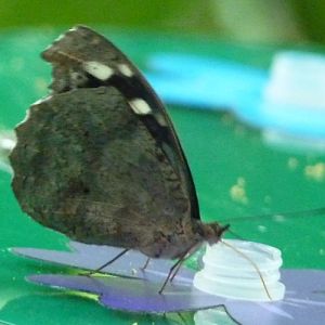 Blue wave (Myscelia cyaniris) with closed wings