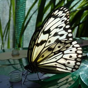 Common paper kite butterfly (Idea leuconoe)