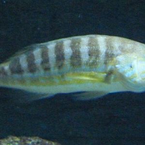 Comber (Serranus cabrilla)