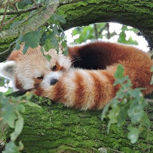 Red Panda