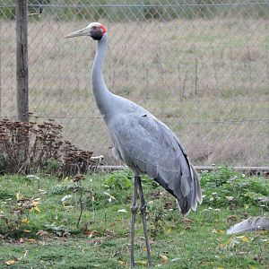Brolga