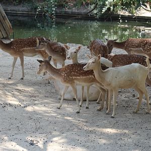 European Fallow Deer