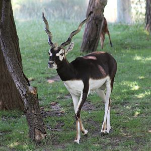Blackbuck