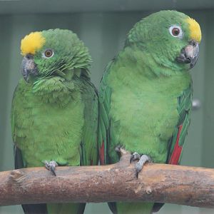 Yellow-fronted amazones