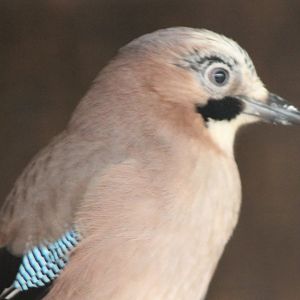 Eurasian jay