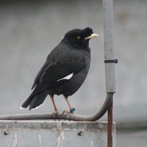 Crested myna