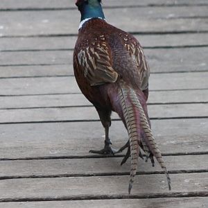 Common pheasant - backside