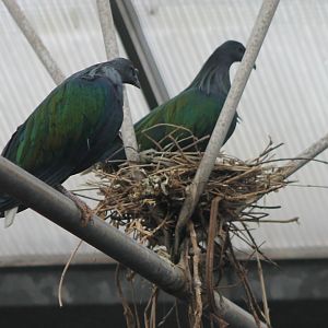 Nesting Nicobar pigeons
