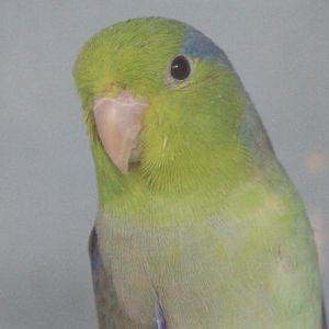 Celestial parrotlet