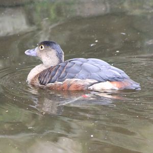 Lesser whistling duck