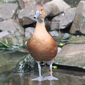 Fulvous whistling duck