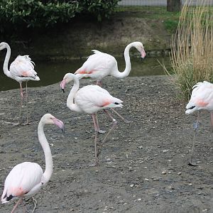 Greater flamingos