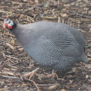 Helmeted guineafowl