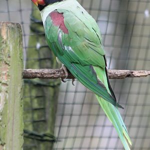 Alexandrine parakeet