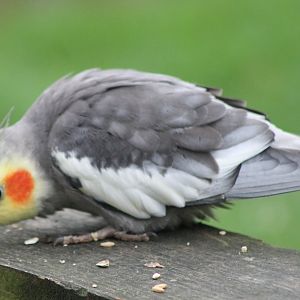 Cockatiel