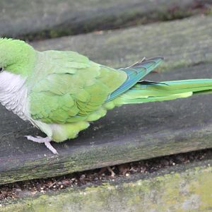 Monk parakeet