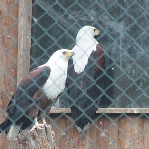 African sea-eagles