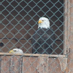Bald eagles