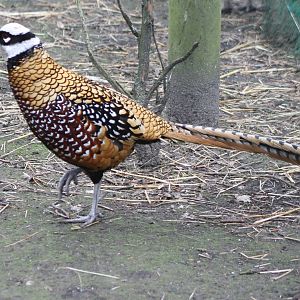 Reeve's pheasant