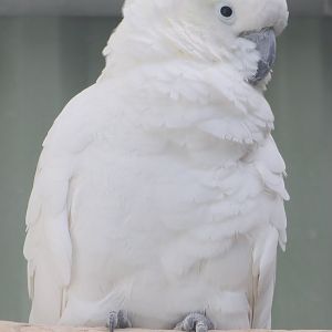 Triton cockatoo