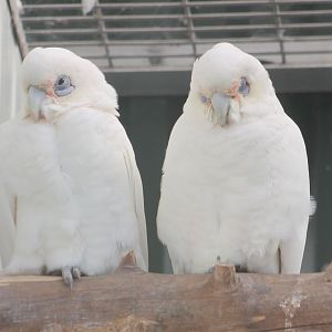 Little corellas