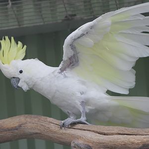 Abbott's lesser sulphur-crested cockatoo