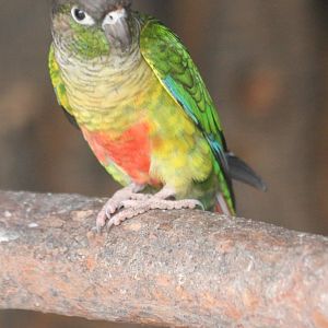 Green-cheeked parakeet
