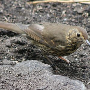 Song thrush