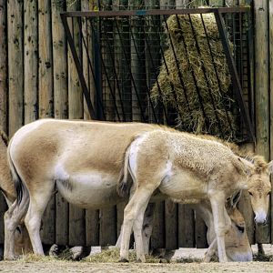 Onager and Foal