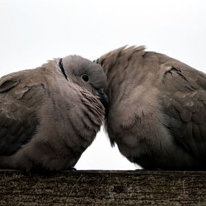 Collared Doves